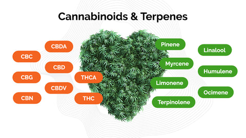 Cannabinoids and Terpenes