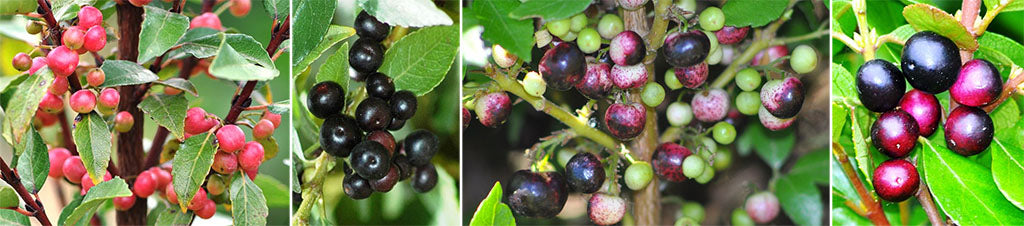 aristotelia serrata wineberry