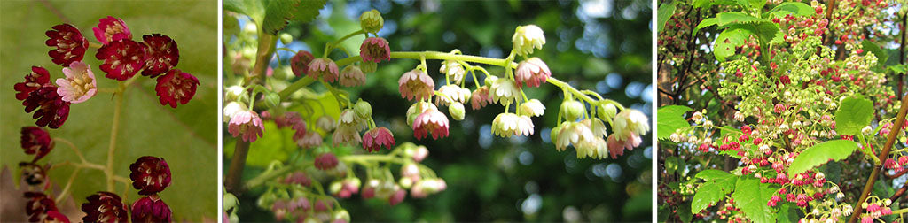aristotelia serrata wineberry x flowers