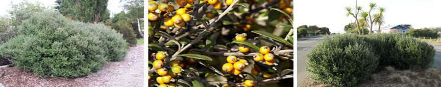 Corokia yellow wonder