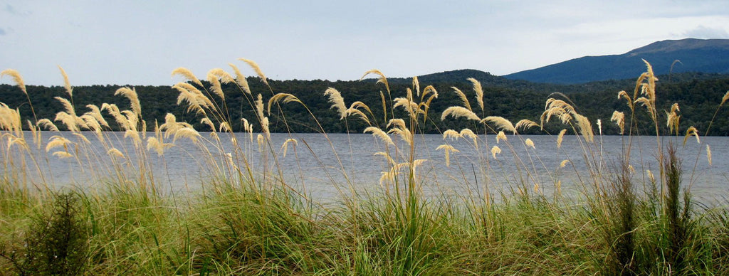 Cortaderia richardii - south island toe toe