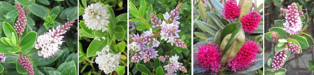 New Zealand flowering hebes