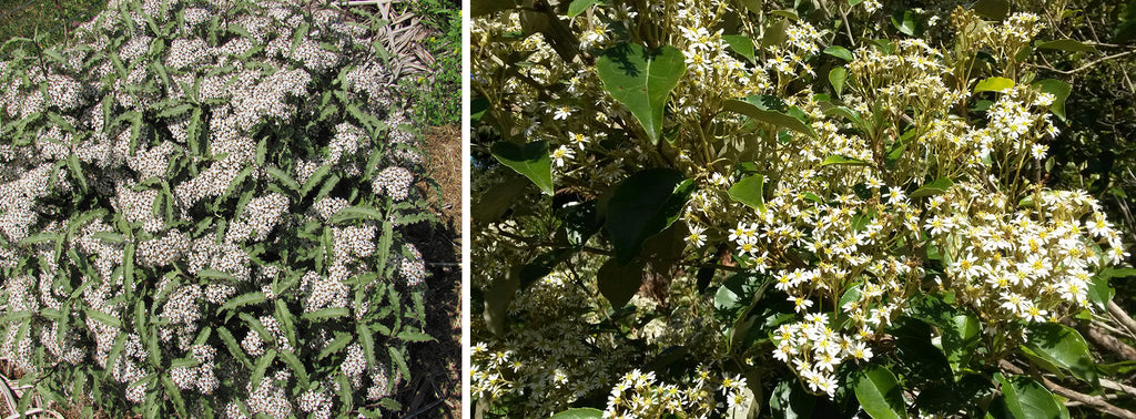 olearia macrodonta