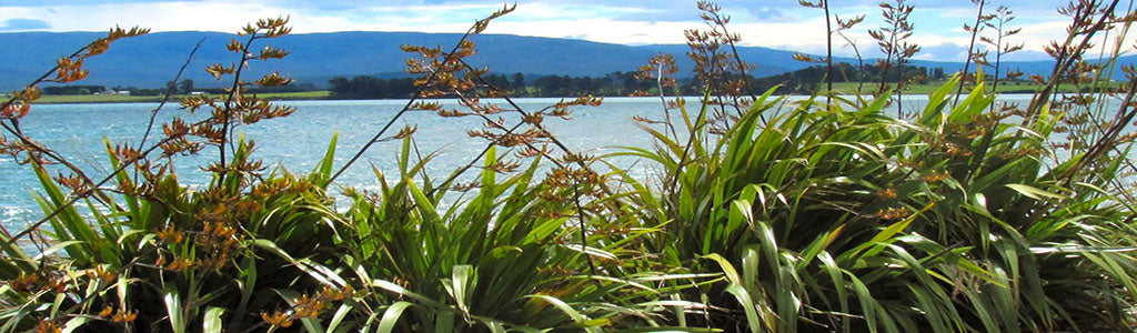 phormium cookianum mountain flax wharariki