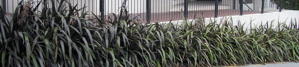 phormium cookianum purple wharariki purple maountain flax