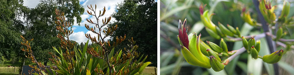 phormium cookianum green mountain flax