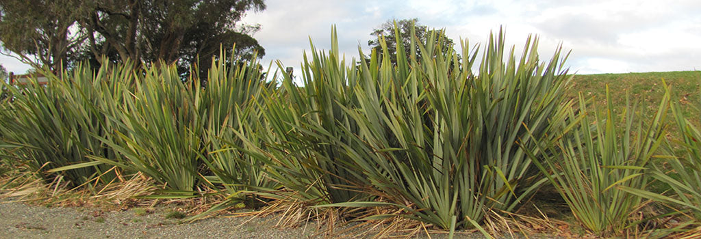 phormium tenax harakeke swamp flax