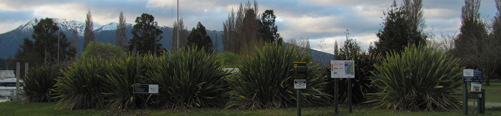 phormium tenax harakeke swamp flax