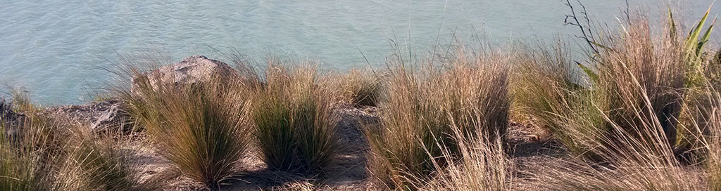 poa cita - silver tussock