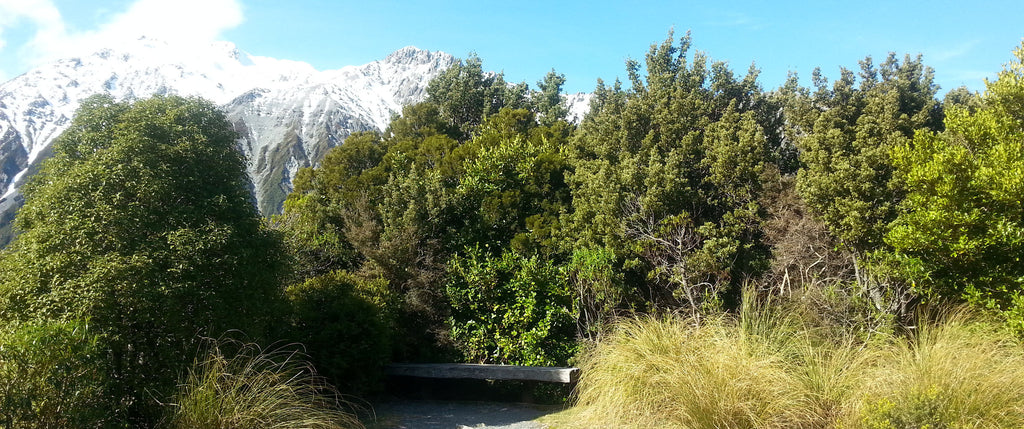 natives for planting in mackenzie basin tekapo omarama new zealand