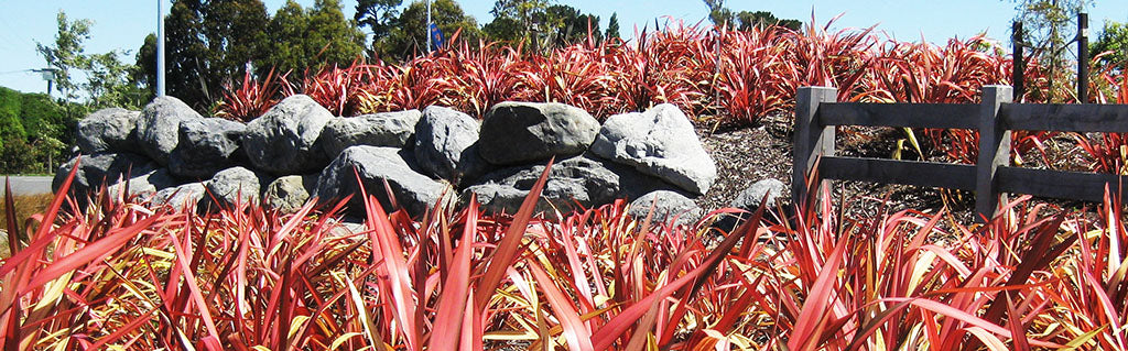 phormium dazzler flax mass planting