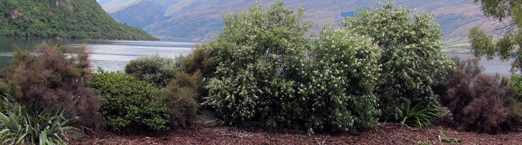 planting riparian margins in new zealand natives