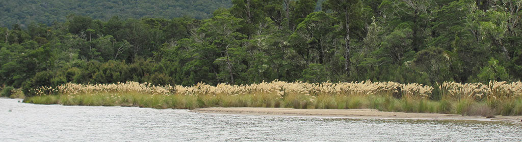 planting riparian strips with nz native plants