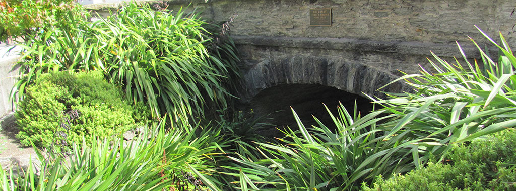 planting riparian margins with nz native plants