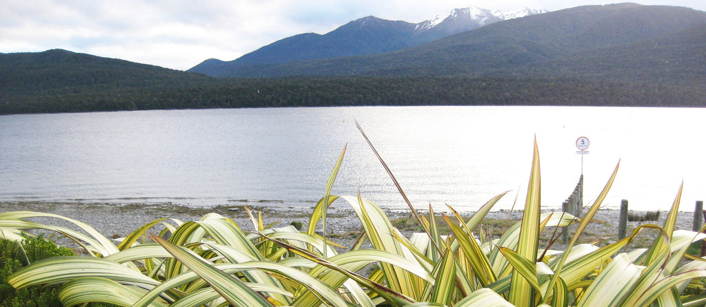 natives for te anau conditions new zealand