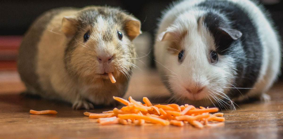 Guinea Pigs Eating