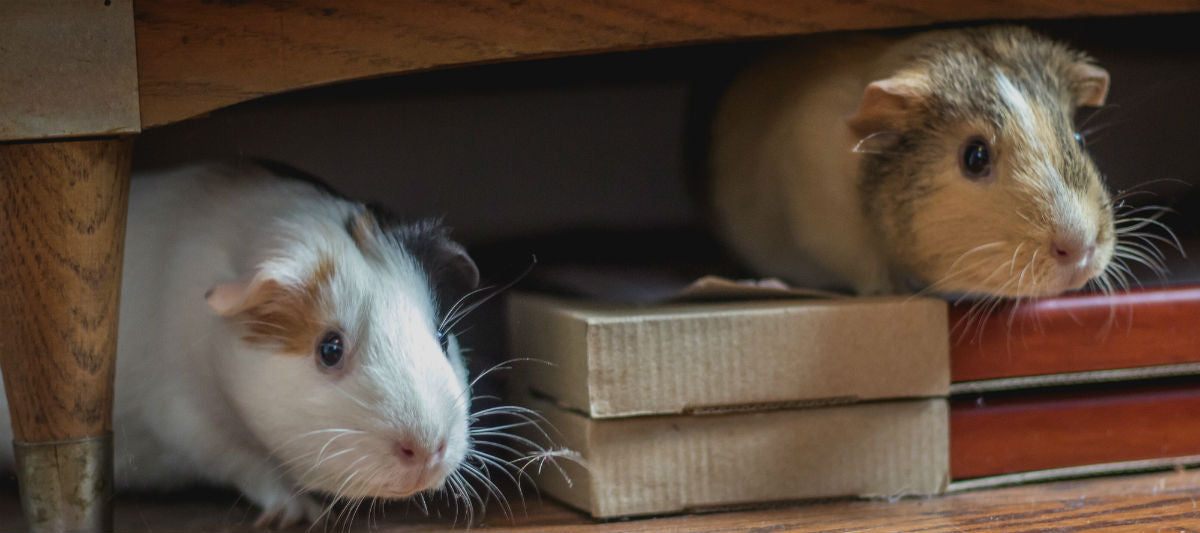 Guinea Pigs Together