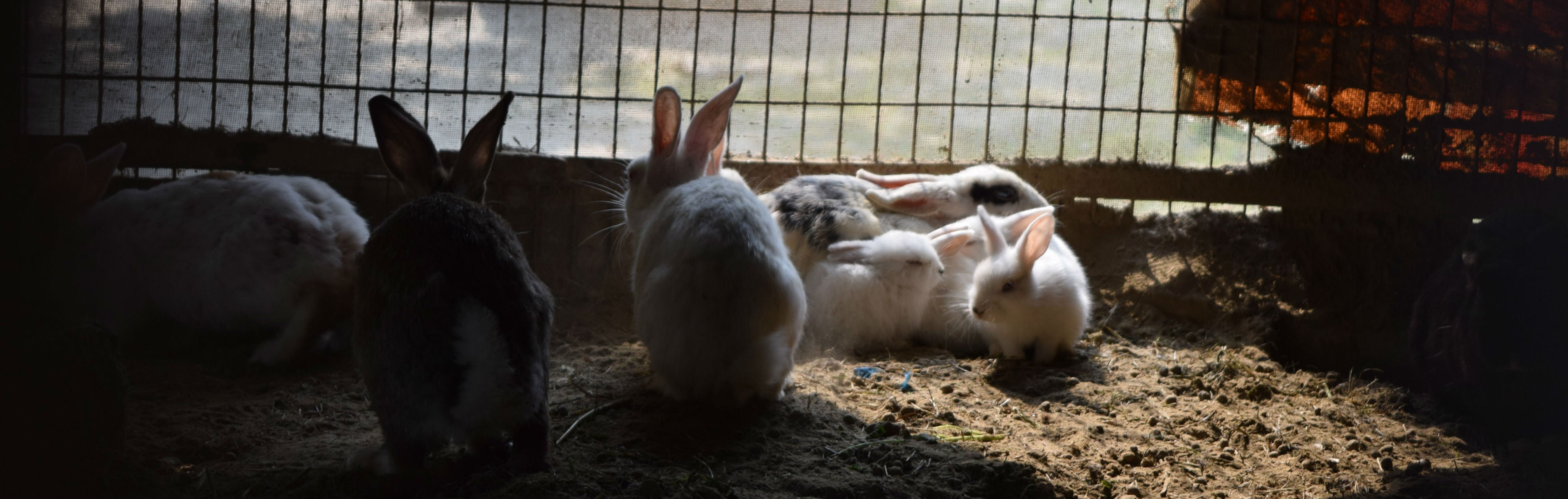 Rabbits in Hutch