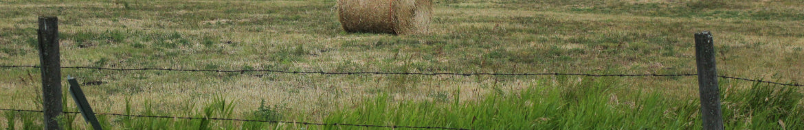 Timothy Hay Field