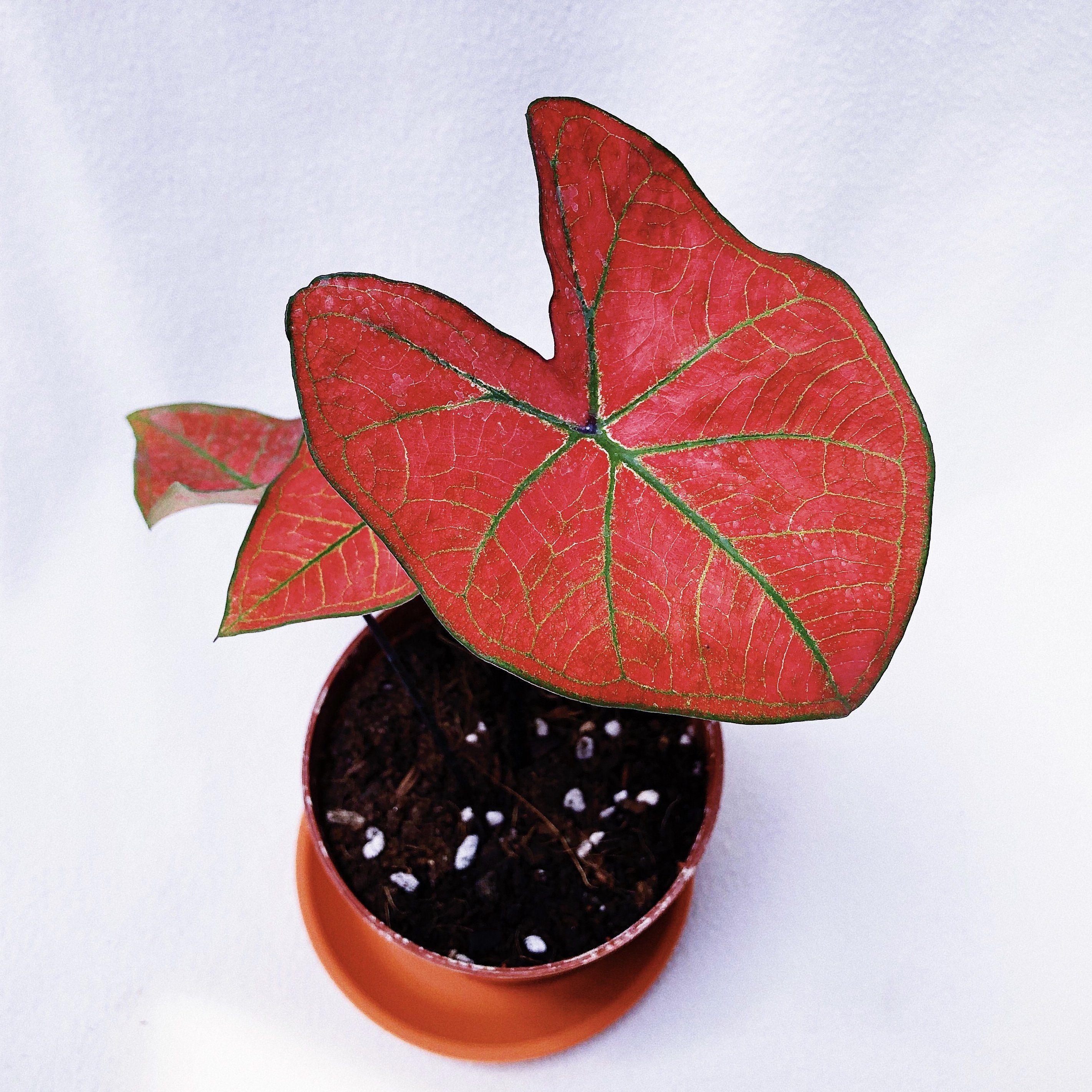 Caladium