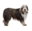 bearded collie 