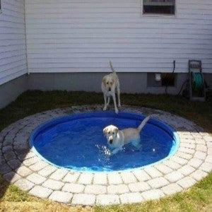 a pool for dog