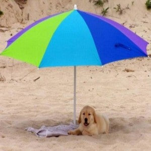 dog and beach umbrella