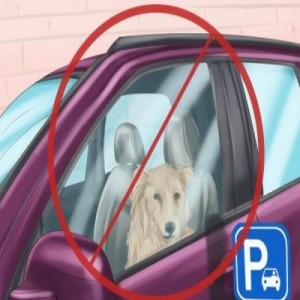 Never leave your dog in a parked car