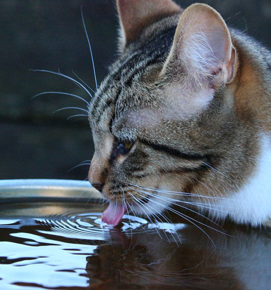 cat water bowl location