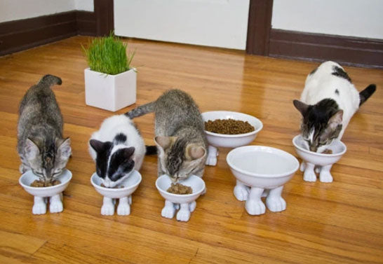 feed cats