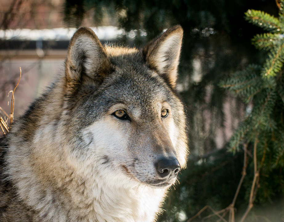 Loup dans la Nature