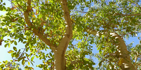 Walnut Trees