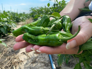 Blistered Shishito Peppers