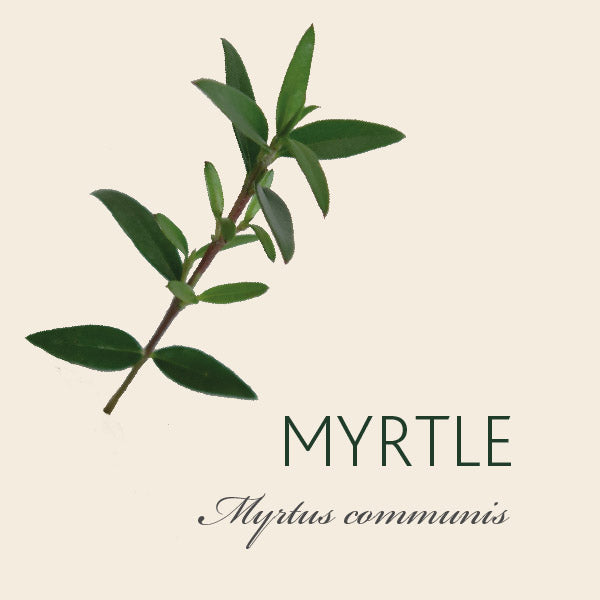 What Does Myrtle Symbolize In The Bible