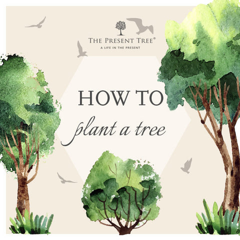 How to plant a tree