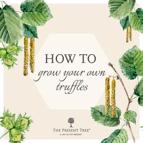 How to grow your own truffles!