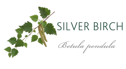 Silver Birch tree