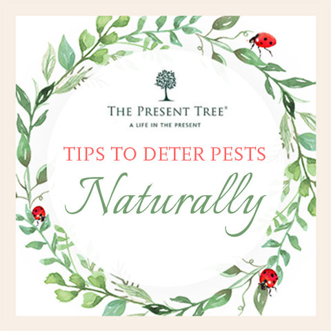 Eco-Friendly tips to deter pests naturally