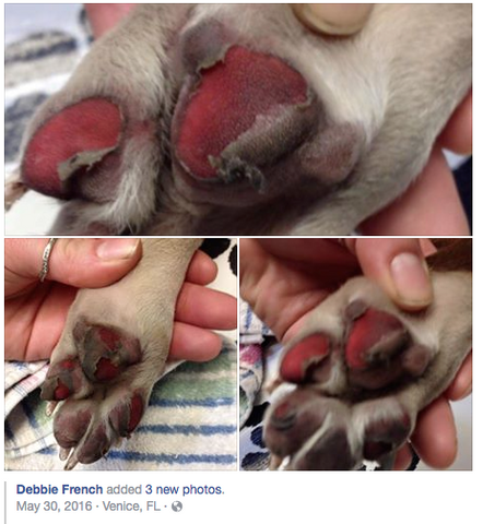 what does frostbite on dogs paws look like