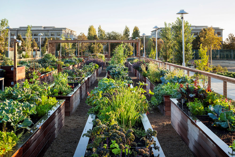 Community Garden