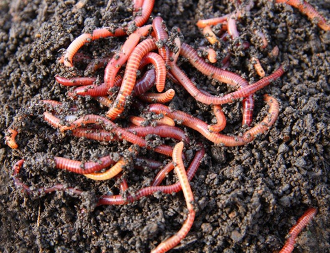 Garden Worms
