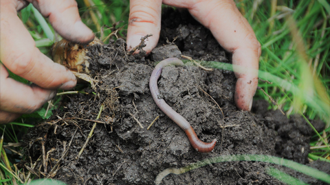 Worm Garden