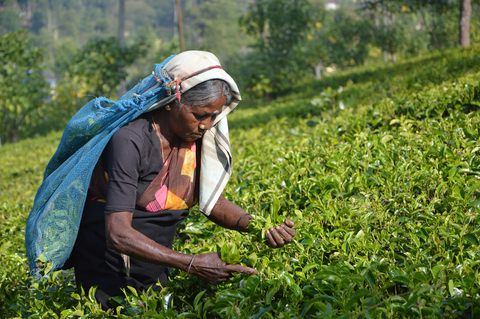 woman picking leaves