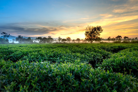 green tea farm during golden hour