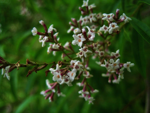 blooming lemon verbena flowers