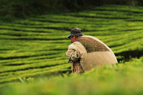 man harvesting tea at tea plantation