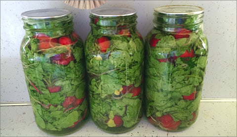 Jars of fermented radishes