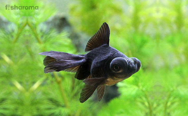 Black Moor Goldfish – Tank Life Plus