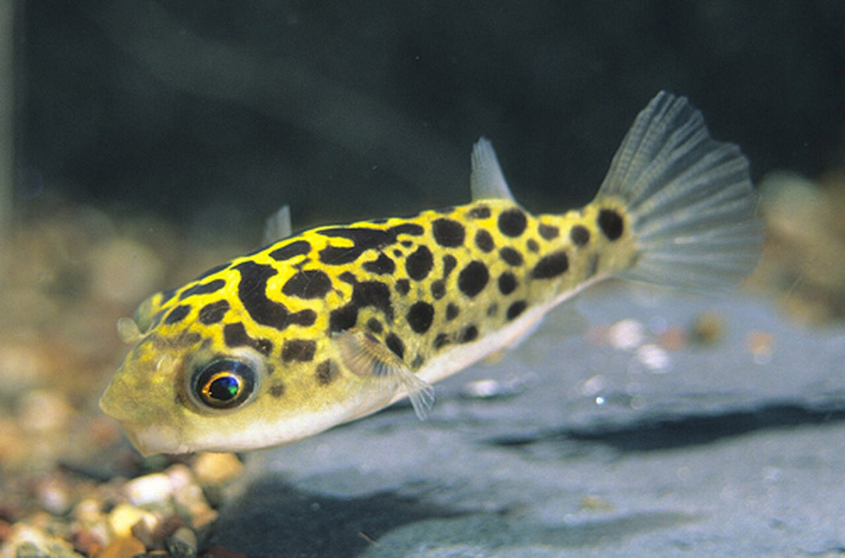 leopard puffer freshwater