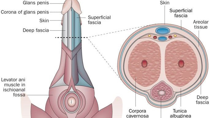 Men Healthcare on Sexy Peacock - In search of High Quality Audlt Toys